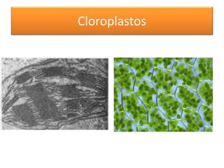 Cloroplastos
 