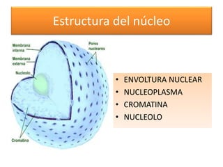 Estructura del núcleo
• ENVOLTURA NUCLEAR
• NUCLEOPLASMA
• CROMATINA
• NUCLEOLO
 