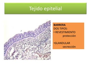 BARRERA
DOS TIPOS:
• REVESTIMIENTO
protección
•GLANDULAR
secrección
Tejido epitelial
 