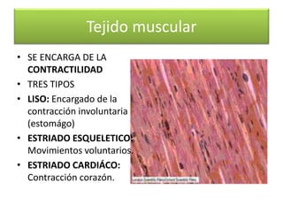 Tejido muscular
• SE ENCARGA DE LA
CONTRACTILIDAD
• TRES TIPOS
• LISO: Encargado de la
contracción involuntaria
(estomágo)...