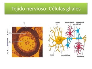 Tejido nervioso: Células gliales
 