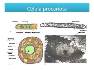 Célula procariota
 