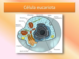 Célula eucariota
 