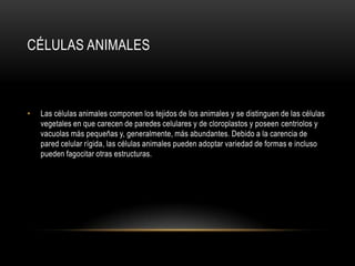 CÉLULAS ANIMALES
• Las células animales componen los tejidos de los animales y se distinguen de las células
vegetales en que carecen de paredes celulares y de cloroplastos y poseen centriolos y
vacuolas más pequeñas y, generalmente, más abundantes. Debido a la carencia de
pared celular rígida, las células animales pueden adoptar variedad de formas e incluso
pueden fagocitar otras estructuras.
 