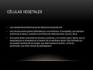 CÉLULAS VEGETALES
• Las características distintivas de las células de las plantas son:
• Una vacuola central grande (delimitada por una membrana, el tonoplasto), que mantiene
la forma de la célula y controla el movimiento de moléculas entre cito sol y savia.
• Una pared celular compuesta de celulosa y proteínas, y en muchos casos, lignina, que es
depositada por el protoplasto en el exterior de la membrana celular. Esto contrasta con
las paredes celulares de los hongos, que están hechas de quitina, y la de los
procariontes, que están hechas de peptidoglicano.
 
