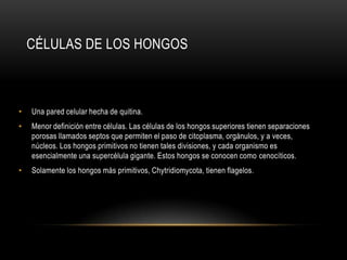 CÉLULAS DE LOS HONGOS
• Una pared celular hecha de quitina.
• Menor definición entre células. Las células de los hongos superiores tienen separaciones
porosas llamados septos que permiten el paso de citoplasma, orgánulos, y a veces,
núcleos. Los hongos primitivos no tienen tales divisiones, y cada organismo es
esencialmente una supercélula gigante. Estos hongos se conocen como cenocíticos.
• Solamente los hongos más primitivos, Chytridiomycota, tienen flagelos.
 