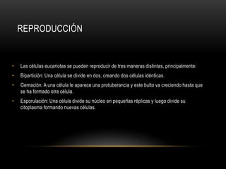 • Las células eucariotas se pueden reproducir de tres maneras distintas, principalmente:
• Bipartición: Una célula se divide en dos, creando dos células idénticas.
• Gemación: A una célula le aparece una protuberancia y este bulto va creciendo hasta que
se ha formado otra célula.
• Esporulación: Una célula divide su núcleo en pequeñas réplicas y luego divide su
citoplasma formando nuevas células.
REPRODUCCIÓN
 