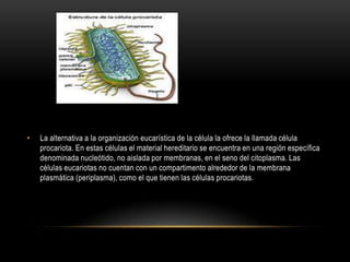 • La alternativa a la organización eucarística de la célula la ofrece la llamada célula
procariota. En estas células el material hereditario se encuentra en una región específica
denominada nucleótido, no aislada por membranas, en el seno del citoplasma. Las
células eucariotas no cuentan con un compartimento alrededor de la membrana
plasmática (periplasma), como el que tienen las células procariotas.
 
