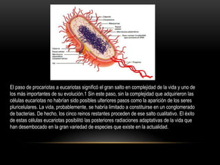 El paso de procariotas a eucariotas significó el gran salto en complejidad de la vida y uno de
los más importantes de su evolución.1 Sin este paso, sin la complejidad que adquirieron las
células eucariotas no habrían sido posibles ulteriores pasos como la aparición de los seres
pluricelulares. La vida, probablemente, se habría limitado a constituirse en un conglomerado
de bacterias. De hecho, los cinco reinos restantes proceden de ese salto cualitativo. El éxito
de estas células eucariotas posibilitó las posteriores radiaciones adaptativas de la vida que
han desembocado en la gran variedad de especies que existe en la actualidad.
 