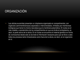 ORGANIZACIÓN
• Las células eucariotas presentan un citoplasma organizado en compartimentos, con
orgánulos (semimembranosos) separados o interconectados, limitados por membranas
biológicas que tienen la misma naturaleza que la membrana plasmática. El núcleo es el
más notable y característico de los compartimentos en que se divide el protoplasma, es
decir, la parte activa de la célula. En el núcleo se encuentra el material genético en forma
de cromosomas desde este se da toda la información necesaria para que se lleve a cabo
todos los procesos tanto intracelulares como fuera de la célula, es decir, en el organismo
en sí.
 