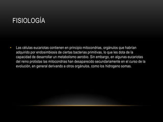 FISIOLOGÍA
• Las células eucariotas contienen en principio mitocondrias, orgánulos que habrían
adquirido por endosimbiosis de ciertas bacterias primitivas, lo que les dota de la
capacidad de desarrollar un metabolismo aerobio. Sin embargo, en algunas eucariotas
del reino protistas las mitocondrias han desaparecido secundariamente en el curso de la
evolución, en general derivando a otros orgánulos, como los hidrogeno somas.
 