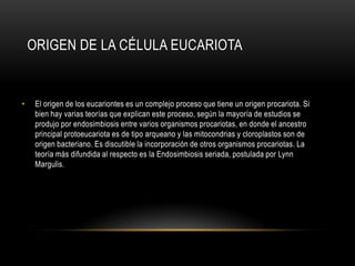 ORIGEN DE LA CÉLULA EUCARIOTA
• El origen de los eucariontes es un complejo proceso que tiene un origen procariota. Si
bien hay varias teorías que explican este proceso, según la mayoría de estudios se
produjo por endosimbiosis entre varios organismos procariotas, en donde el ancestro
principal protoeucariota es de tipo arqueano y las mitocondrias y cloroplastos son de
origen bacteriano. Es discutible la incorporación de otros organismos procariotas. La
teoría más difundida al respecto es la Endosimbiosis seriada, postulada por Lynn
Margulis.
 