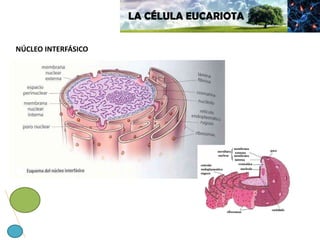 LA CÉLULA EUCARIOTA
NÚCLEO INTERFÁSICO
 