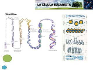 LA CÉLULA EUCARIOTA
CROMATINA
 