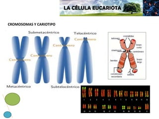 LA CÉLULA EUCARIOTA
CROMOSOMAS Y CARIOTIPO
 