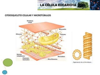 LA CÉLULA EUCARIOTA
CITOESQUELETO CELULAR Y MICROTÚBULOS
 