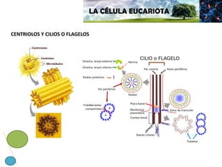 LA CÉLULA EUCARIOTA
CENTRIOLOS Y CILIOS O FLAGELOS
 