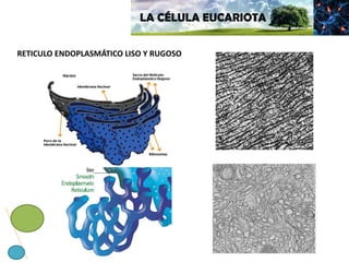 LA CÉLULA EUCARIOTA
RETICULO ENDOPLASMÁTICO LISO Y RUGOSO
 