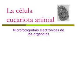 La célula  eucariota animal Microfotografías electrónicas de las organelas 