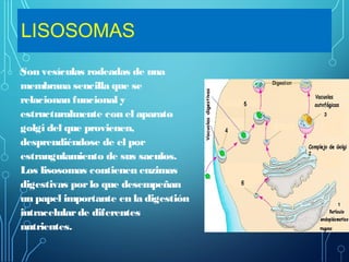 LISOSOMAS
Son vesículas rodeadas de una
membrana sencilla que se
relacionan funcional y
estructuralmente con el aparato
golgi del que provienen,
desprendiéndose de el por
estrangulamiento de sus saculos.
Los lisosomas contienen enzimas
digestivas porlo que desempeñan
un papel importante en la digestión
intracelularde diferentes
nutrientes.
 