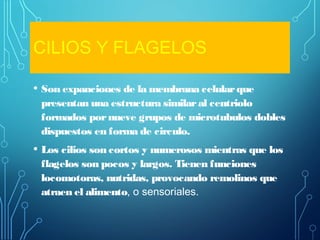 CILIOS Y FLAGELOS
• Son expanciones de la membrana celularque
presentan una estructura similaral centriolo
formados pornueve grupos de microtubulos dobles
dispuestos en forma de circulo.
• Los cilios son cortos y numerosos mientras que los
flagelos son pocos y largos. Tienen funciones
locomotoras, nutridas, provocando remolinos que
atraen el alimento, o sensoriales.
 