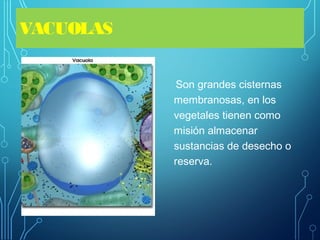 VACUOLAS
Son grandes cisternas
membranosas, en los
vegetales tienen como
misión almacenar
sustancias de desecho o
reserva.
 