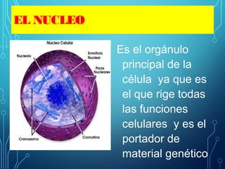 EL NUCLEO
Es el orgánulo
principal de la
célula ya que es
el que rige todas
las funciones
celulares y es el
portador de
material genético
 