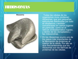 RIBOSOMAS
Todas las células de los
organismos vivos contienen
ribosomas, que son pequeñas
estructuras distribuidas por todo
el citoplasma y también
concentradas en ciertos lugares
en particular, como en el
retículo endoplasmatico rugoso,
y dentro de los cloroplastos y
las mitocondrias.
• En los ribosomas ocurre uno de
los pasos más importantes de
la fabricación de proteínas al
interior de la célula. Por ello se
dice frecuentemente que los
ribosomas son las fábricas de
proteínas de las células.
 