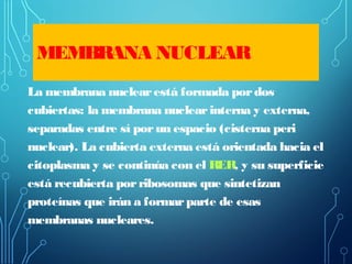 MEMBRANA NUCLEAR
La membrana nuclearestá formada pordos
cubiertas: la membrana nuclearinterna y externa,
separadas entre sí porun espacio (cisterna peri
nuclear). La cubierta externa está orientada hacia el
citoplasma y se continúa con el RER, y su superficie
está recubierta porribosomas que sintetizan
proteínas que irán a formarparte de esas
membranas nucleares.
 