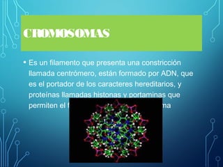 CROMOSOMAS
• Es un filamento que presenta una constricción
llamada centrómero, están formado por ADN, que
es el portador de los caracteres hereditarios, y
proteínas llamadas histonas y portaminas que
permiten el funcionamiento del cromosoma
 