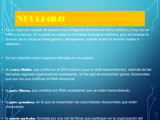 NUCLEOLO
• Es un orgánulo nuclear de aspecto muy refrigente de forma de forma esférica y muy rico en
ARN y proteínas. El nucléolo es visible en el núcleo durante la interface, pero al iniciarse la
división de la célula se desorganiza y desaparece, cuando acaba la división vuelve a
aparecer.
• Se han descrito cuatro regiones definidas en el nucléolo:
• el centro fibrilar, que contienen el DNA inactivo (que no está transcribiendo), además de las
llamadas regiones organizadoras nucleolares, en las que se encuentran genes ribosomales
que son los que codifican el RNA ribosomal
• la parte fibrosa, que contiene los RNA nucleolares que se están transcribiendo
• la parte granulosa, en la que se ensamblan las subunidades ribosomales que están
madurando
• la matriz nucleolar, formada por una red de fibras que participan en la organización del
 
