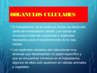 ORGANULOS CELULARES
• El hialoplasma es el medio en donde se desarrolla
parte del metabolismo celular y en donde se
encuentra todas las sustancias y orgánulos
necesarios para el mantenimiento de la vida
celular.
• Los orgánulos celulares son estructuras muy
diversas que desempeñan un papel especifico y
que se encuentran inmersos en el hialoplasma,
algunos de ellos solo aparecen en células animales
y vegetales.
 