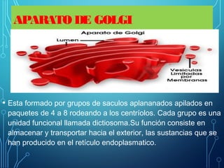 APARATO DE GOLGI
• Esta formado por grupos de saculos aplananados apilados en
paquetes de 4 a 8 rodeando a los centríolos. Cada grupo es una
unidad funcional llamada dictiosoma.Su función consiste en
almacenar y transportar hacia el exterior, las sustancias que se
han producido en el retículo endoplasmatico.
 