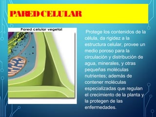 PAREDCELULAR
Protege los contenidos de la
célula, da rigidez a la
estructura celular, provee un
medio poroso para la
circulación y distribución de
agua, minerales, y otras
pequeñas moléculas
nutrientes; además de
contener moléculas
especializadas que regulan
el crecimiento de la planta y
la protegen de las
enfermedades.
 