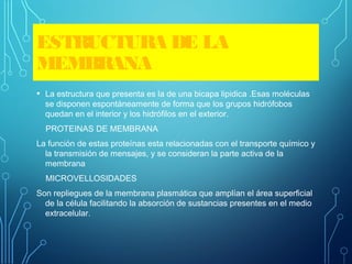 ESTRUCTURA DE LA
MEMBRANA
• La estructura que presenta es la de una bicapa lipidica .Esas moléculas
se disponen espontáneamente de forma que los grupos hidrófobos
quedan en el interior y los hidrófilos en el exterior.
PROTEINAS DE MEMBRANA
La función de estas proteínas esta relacionadas con el transporte químico y
la transmisión de mensajes, y se consideran la parte activa de la
membrana
MICROVELLOSIDADES
Son repliegues de la membrana plasmática que amplían el área superficial
de la célula facilitando la absorción de sustancias presentes en el medio
extracelular.
 