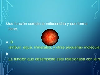 Que función cumple la mitocondria y que forma
tiene.
a. D
istribuir agua, minerales, y otras pequeñas moléculas
b.
La función que desempeña esta relacionada con la re
 