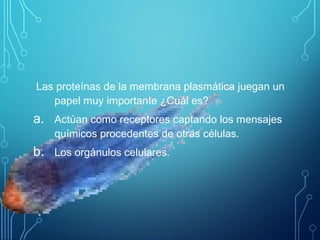 Las proteínas de la membrana plasmática juegan un
papel muy importante ¿Cuál es?
a. Actúan como receptores captando los mensajes
químicos procedentes de otras células.
b. Los orgánulos celulares.
 