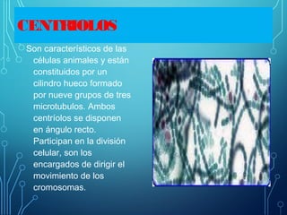 CENTRIOLOS
Son característicos de las
células animales y están
constituidos por un
cilindro hueco formado
por nueve grupos de tres
microtubulos. Ambos
centríolos se disponen
en ángulo recto.
Participan en la división
celular, son los
encargados de dirigir el
movimiento de los
cromosomas.
 