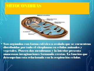MITOCONDRIAS
• Son orgánulos con forma esférica u ovalada que se encuentran
distribuidas portodo el citoplasma en células animales y
vegetales. Poseen dos membranas y la interiorpresenta
numerosas invaginaciones formando crestas. La función que
desempeñan esta relacionada con la respiración celular.
 