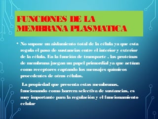 FUNCIONES DE LA
MEMBRANA PLASMATICA
• No supone un aislamiento total de la célula ya que esta
regula el paso de sustancias entre el interiory exterior
de la célula. En la función de transporte , las proteínas
de membrana juegan un papel primordial ya que actúan
como receptores captando los mensajes químicos
procedentes de otras células.
La propiedad que presenta estas membranas,
funcionando como barrera selectiva de sustancias, es
muy importante para la regulación y el funcionamiento
celular
 