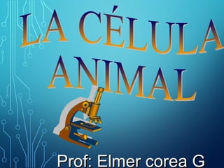 Prof: Elmer corea GProf: Elmer corea G
 