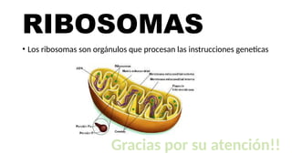 La célula humana y sus partes .pptx