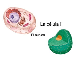 La célula I
El núcleo
 