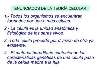 ENUNCIADOS DE LA TEORÍA CELULAR
1.- Todos los organismos se encuentran
formados por una o más células.
2.- La célula es la unidad anatómica y
fisiológica de los seres vivos.
3.-Toda célula procede por división de otra ya
existente.
4.- El material hereditario conteniendo las
características genéticas de una célula pasa
de la célula madre a la hija.
 
