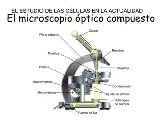 El microscopio óptico compuesto
Micrométrico
Macrométrico
Platina
Muestra
Pie o estativo
Ocular
Revolver
Objetivo
Condensador
Ajuste de platina
Diafragma
de campo
Fuente de luz
EL ESTUDIO DE LAS CÉLULAS EN LA ACTUALIDAD
 
