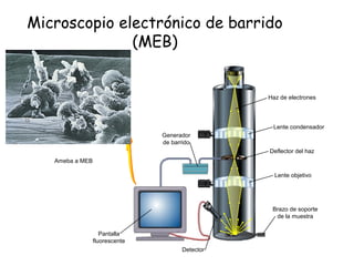 Microscopio electrónico de barrido
(MEB)
Haz de electrones
Lente condensador
Deflector del haz
Lente objetivo
Brazo de soporte
de la muestra
Detector
Pantalla
fluorescente
Generador
de barrido
Ameba a MEB
 