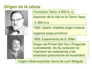 Origen de la célula
Formación Tierra: 4 600 m. a.
Aparición de la vida en la Tierra: hace
3. 800 m.a.
1922. Oparin. Hipóteis origen materia
orgánica (sopa primitiva)
1950. Experimento de S. Miller
Origen del Primer Ser Vivo: Progenota
o protobionte. De Su evolución se
originaron las eubacterias y las
urcariotas (precursoras de eucariotas)
Origen célula eucariota: teoría de Lynn Margulis
 