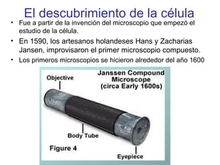• Fue a partir de la invención del microscopio que empezó el
estudio de la célula.
• En 1590, los artesanos holandeses Hans y Zacharias
Jansen, improvisaron el primer microscopio compuesto.
• Los primeros microscopios se hicieron alrededor del año 1600
El descubrimiento de la célula
 