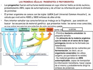 LAS PRIMERAS CÉLULAS: PROGENOTES O PROTOBIONTES
• Los progenotes fueron estructuras membranosas en cuyo interior había un ácido nucleico,
probablemente ARN, capaz de autorreplicarse y de utilizar su información para la síntesis
de proteínas
• El primer organismo se conoce con las siglas LUCA (Last Universal Common Ancestor), se
calcula que vivió entre 4000 y 3800 millones de años atrás.
• Para intentar estudiar sus características se trabaja en la filogénesis , que consiste en
buscar las secuencias de material genético que presentan todos los seres vivos conocidos,
ya que estas secuencias procederían de este ancestro común.
• Estudiando el ARN ribosómico se ha llegado a la siguiente clasificación:
- Primitiva bacteria unicelular de
pequeño tamaño
- Se alimenta de la materia orgánica
que le rodea en el seno de la sopa
primigenia donde se ha formado (es
heterótrofa)
- Obtiene energía de los nutrientes por
fermentación, es decir, es un
organismo anaerobio (no utiliza
oxígeno, ya que todavía no existe)
- Su material genético es ARN
autorreplicable, capaz de transportar
la información hereditaria, hacer copias
de sí mismo y probablemente dirigir la
síntesis de proteínas.
L.U.C.A.
 