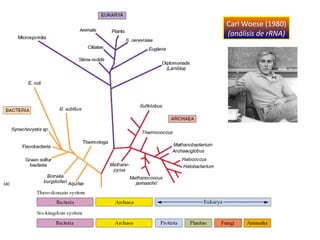 Carl Woese (1980)
(análisis de rRNA)
 